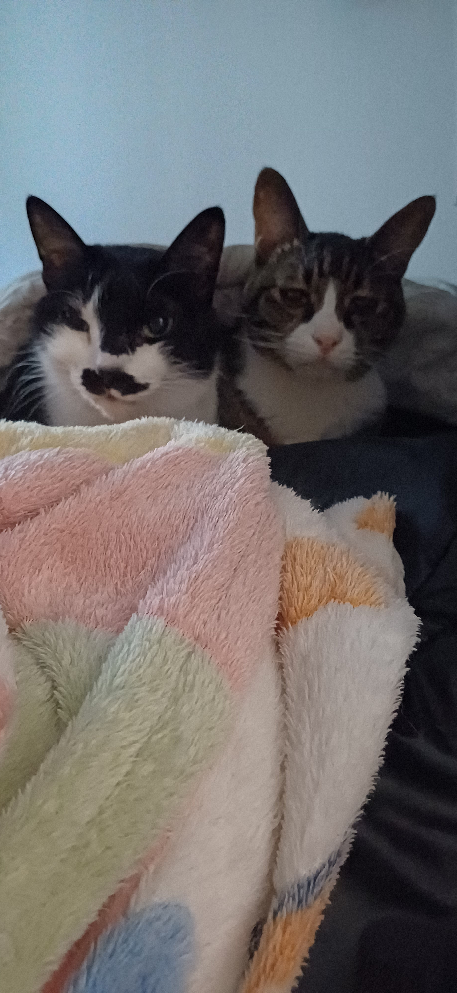 [잡담] 전부치느라고 창문 다 열어놔서 고양이 추울까봐 이불덮어줌 | 인스티즈