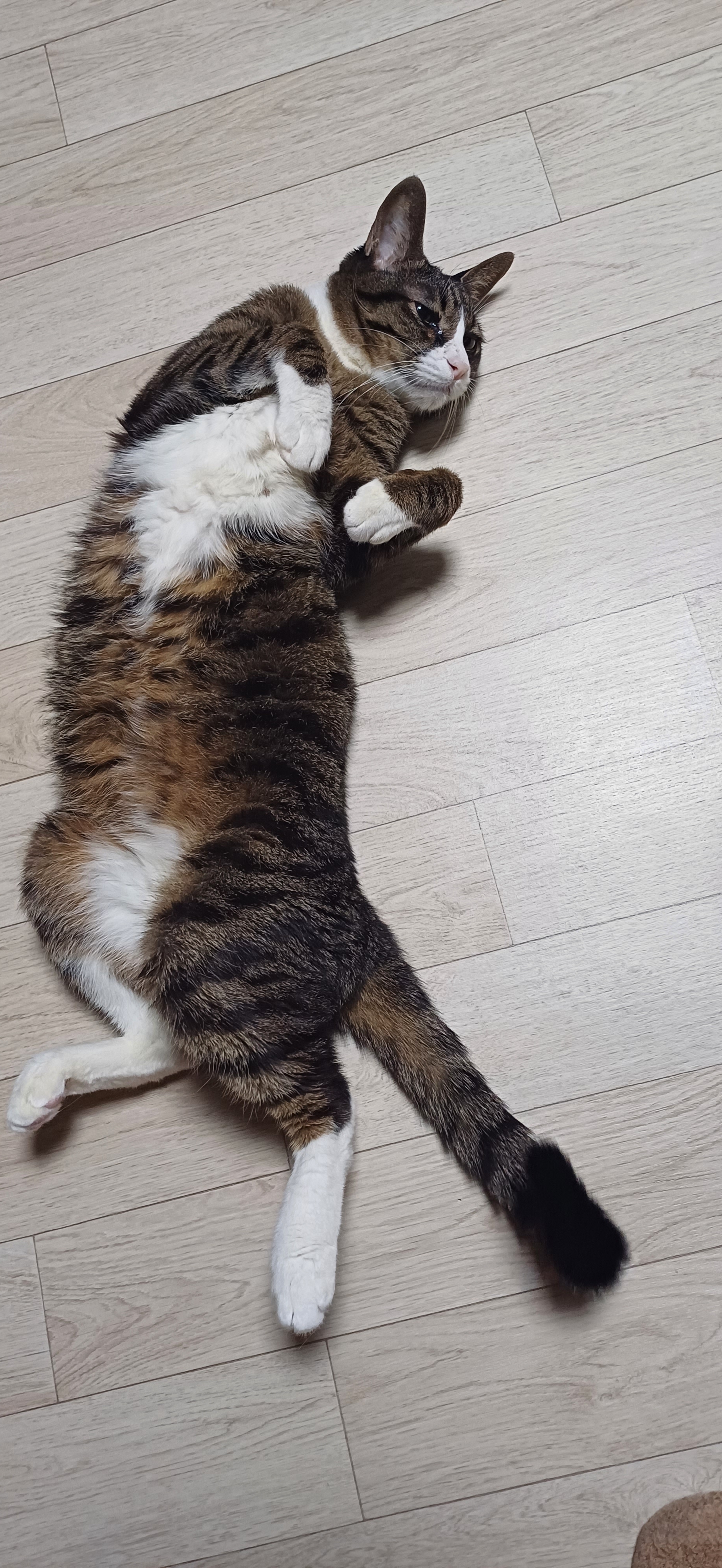 [잡담] 나 울집 고양이 아가때 사진 자랑해도 됨? | 인스티즈