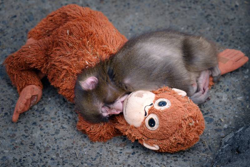[잡담] 사육사 품에서 자란 애기숭이를 안아줄 원숭이가 나타났대ㅠㅠ | 인스티즈