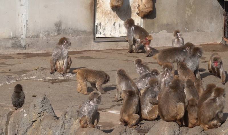 [잡담] 사육사 품에서 자란 애기숭이를 안아줄 원숭이가 나타났대ㅠㅠ | 인스티즈