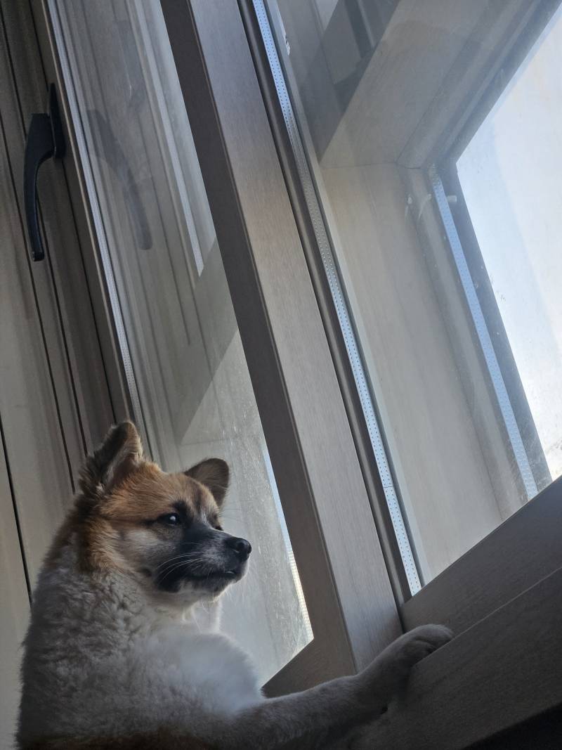 [잡담] 우리 강아지.... | 인스티즈