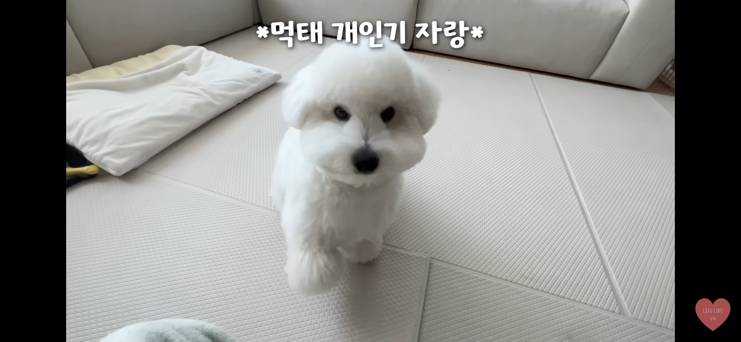 [잡담] 유혜주 강아지 먹태 종 이름이 뭐야?? | 인스티즈