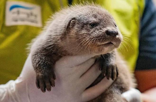 붕어 좀 잡아먹는다고 유해조수라니…1급 위기종 수달의 서글픔 | 인스티즈