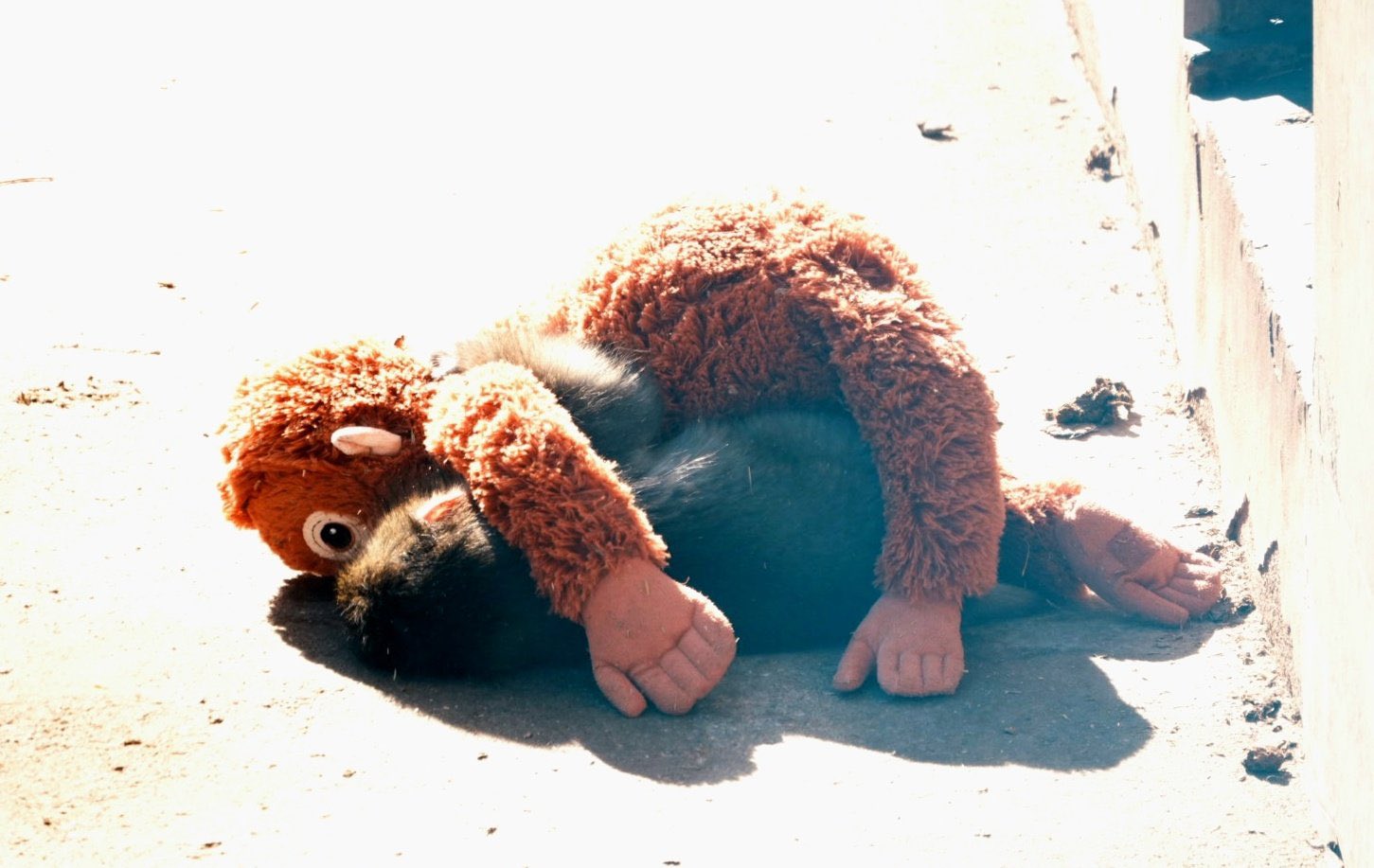 [잡담] 요즘 트위터에 뜨는 펀치 라는 아기숭이 아는사람😭 | 인스티즈