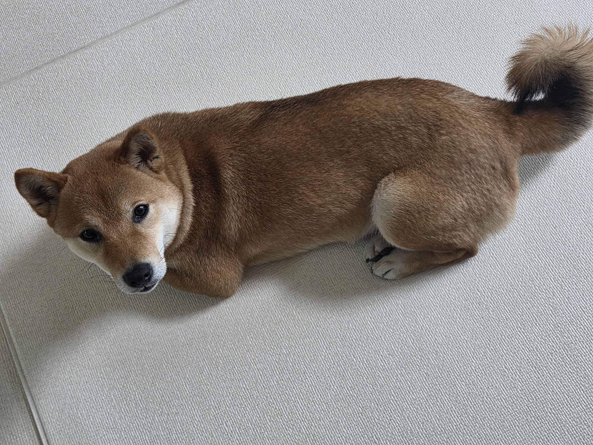 [잡담] 진지하게 수빈이네 강아지 토리 진짜 미견 아님? | 인스티즈