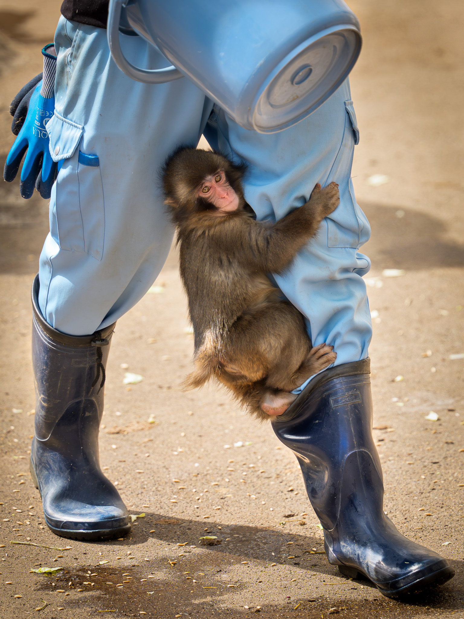 [잡담] 펀치 커져도 여전히 아기구나 | 인스티즈