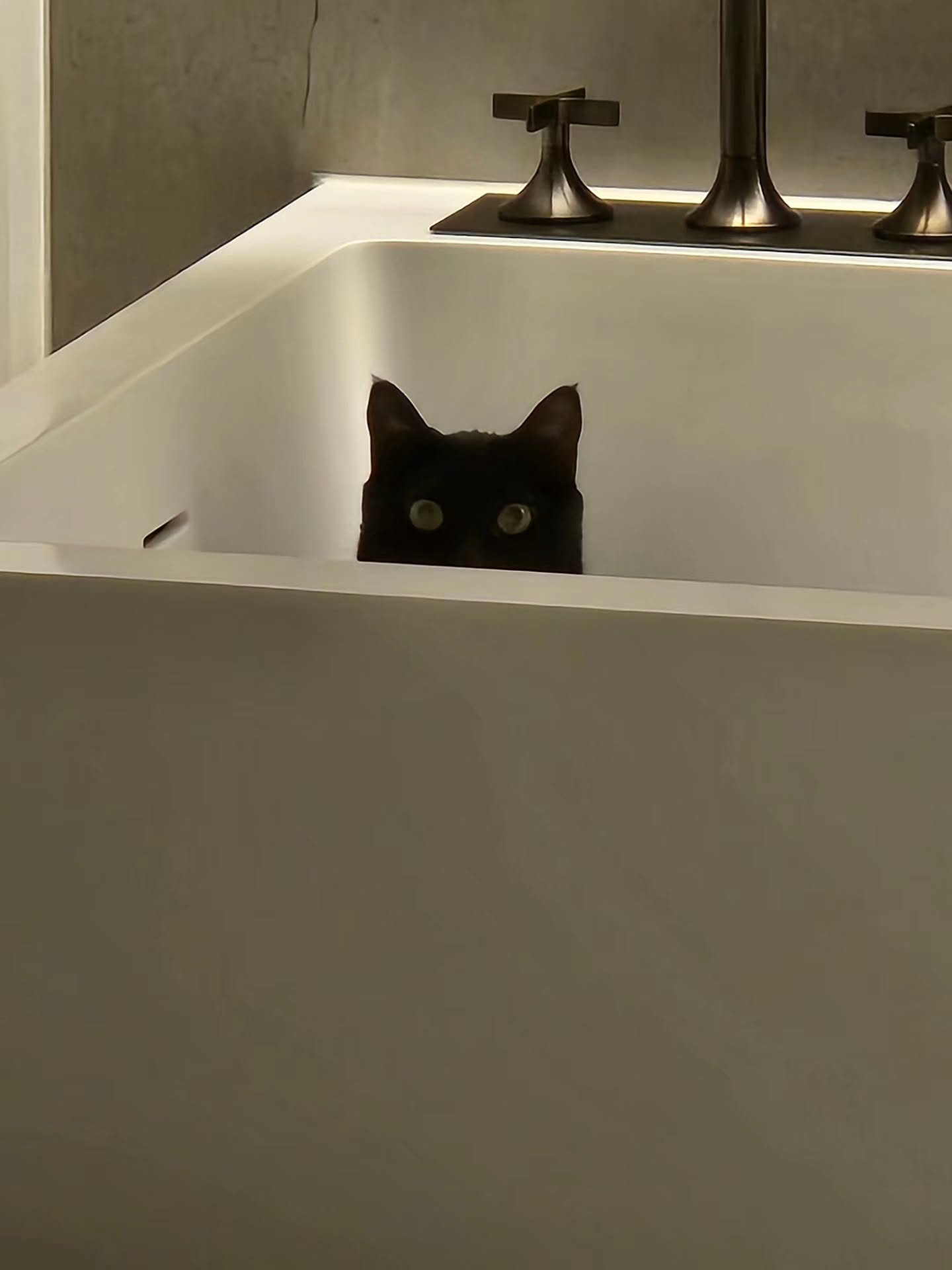 [잡담] 슈가가 키우는 고양이 사진 | 인스티즈