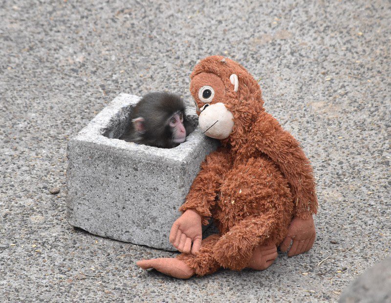 [잡담] ㅇㄴ 원숭이가 이렇게 귀여웠나... | 인스티즈