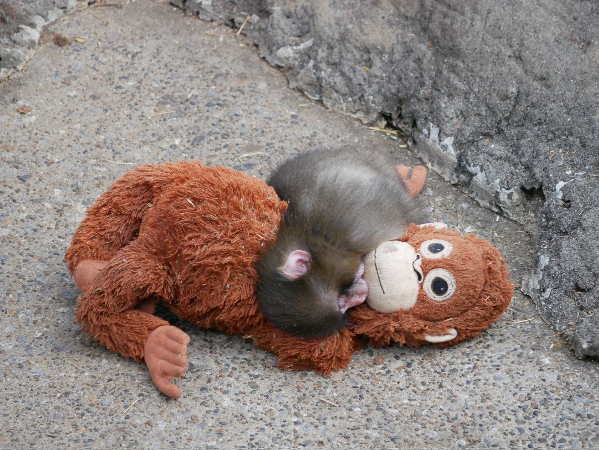 [잡담] ㅇㄴ 원숭이가 이렇게 귀여웠나... | 인스티즈