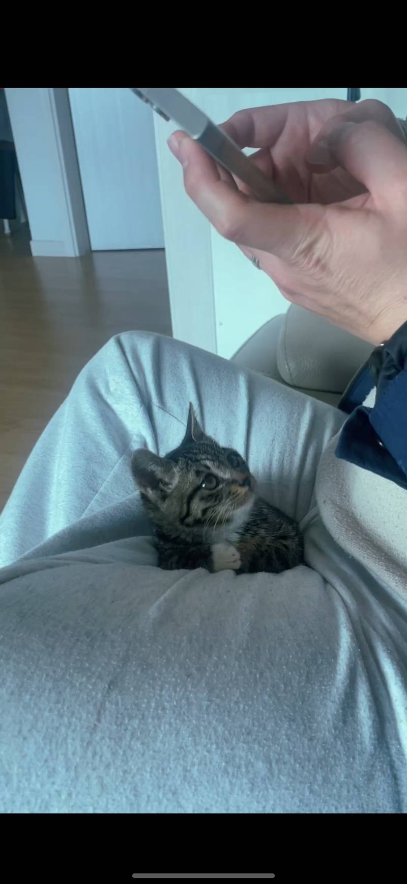 [잡담] 우리 고앵이 애기때 보고가 | 인스티즈