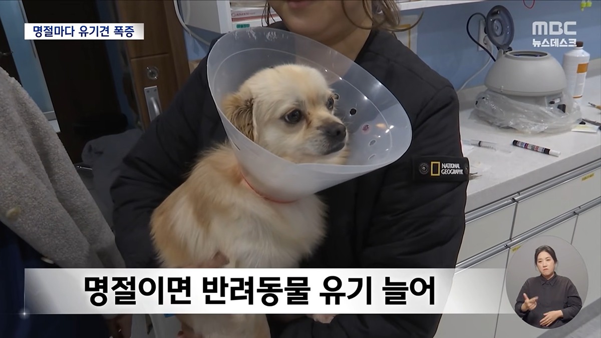 [정보/소식] 설·추석에 휴게소에 버려진 반려동물 6천 마리 | 인스티즈