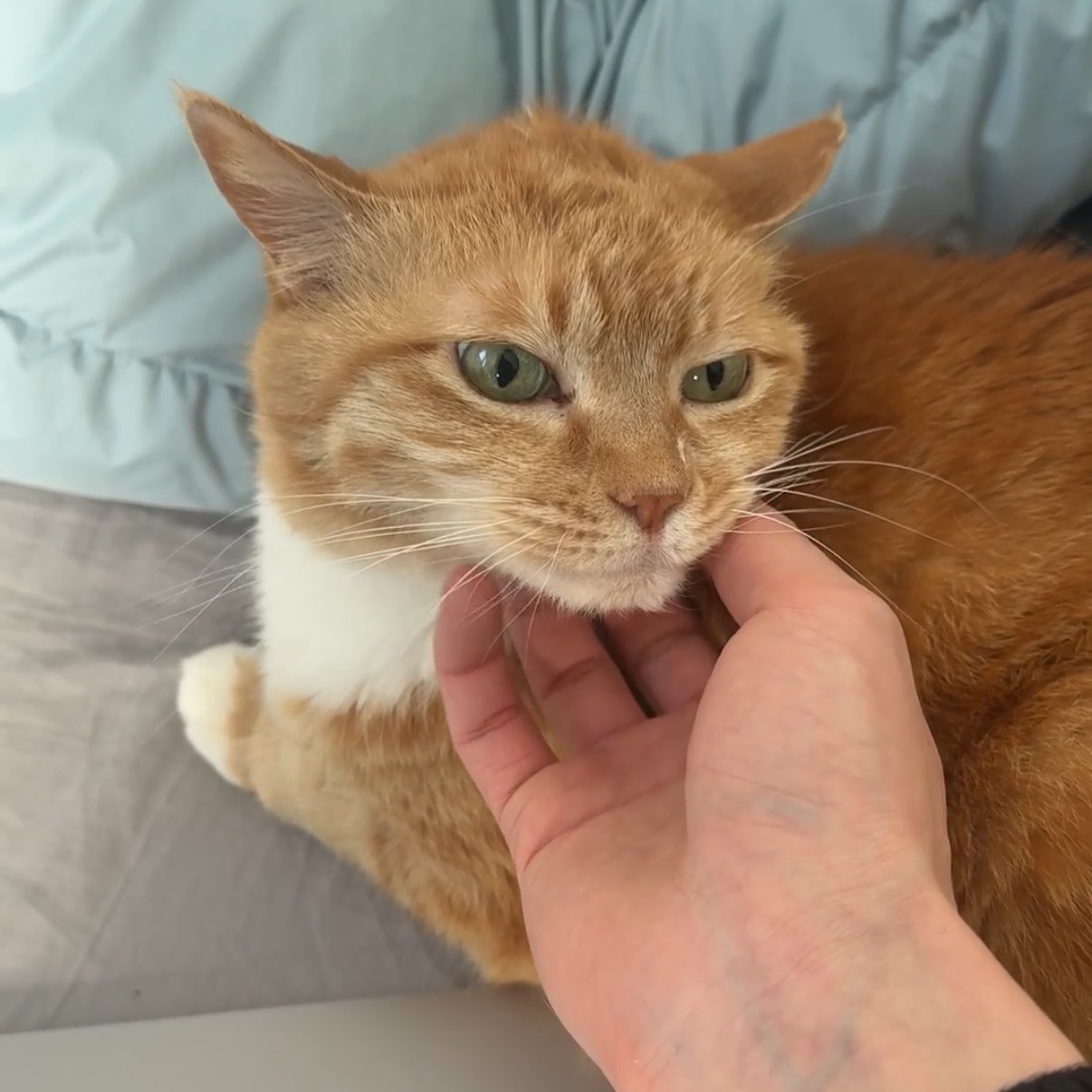 [잡담] 어떡해 남돌들이 오늘 올려준 고양이들 ㅠㅠㅠㅠㅠㅠㅠ | 인스티즈