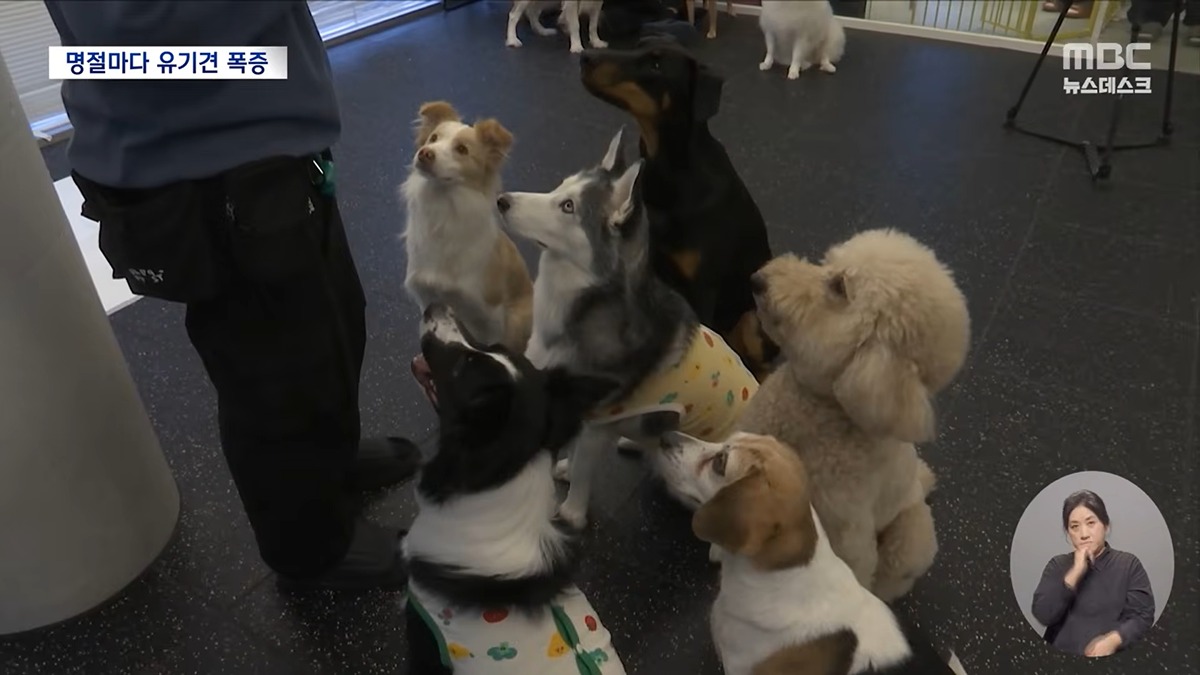 [정보/소식] 설·추석에 휴게소에 버려진 반려동물 6천 마리 | 인스티즈