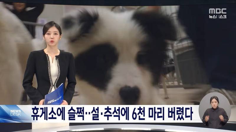 🚨설·추석에 버려진 반려동물 6천 마리🚨 | 인스티즈
