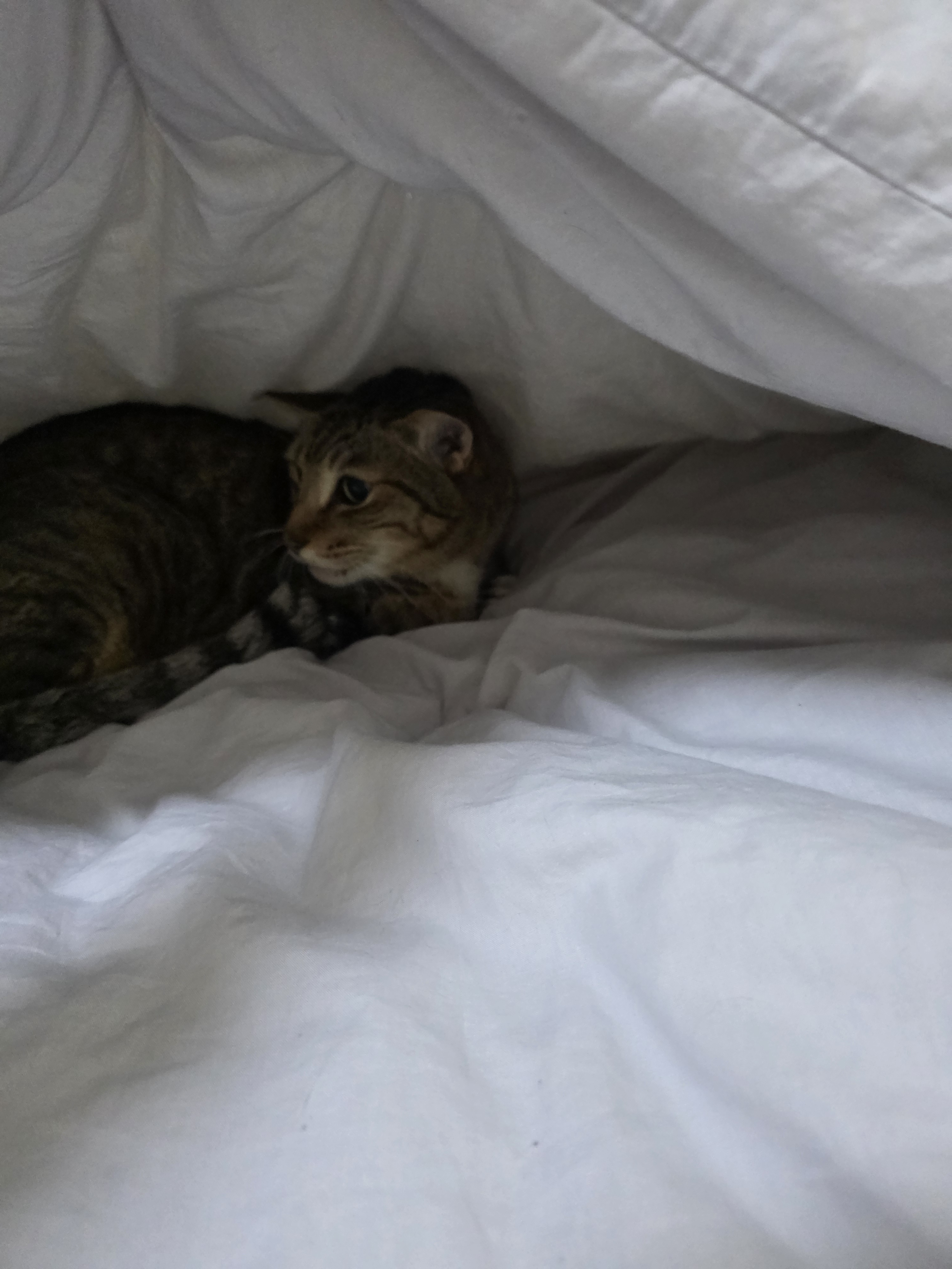 [잡담] 설이라 본가 갔다고 멍냥이들 사진 찍어서 보내주는 거 너무 좋다🤤 | 인스티즈