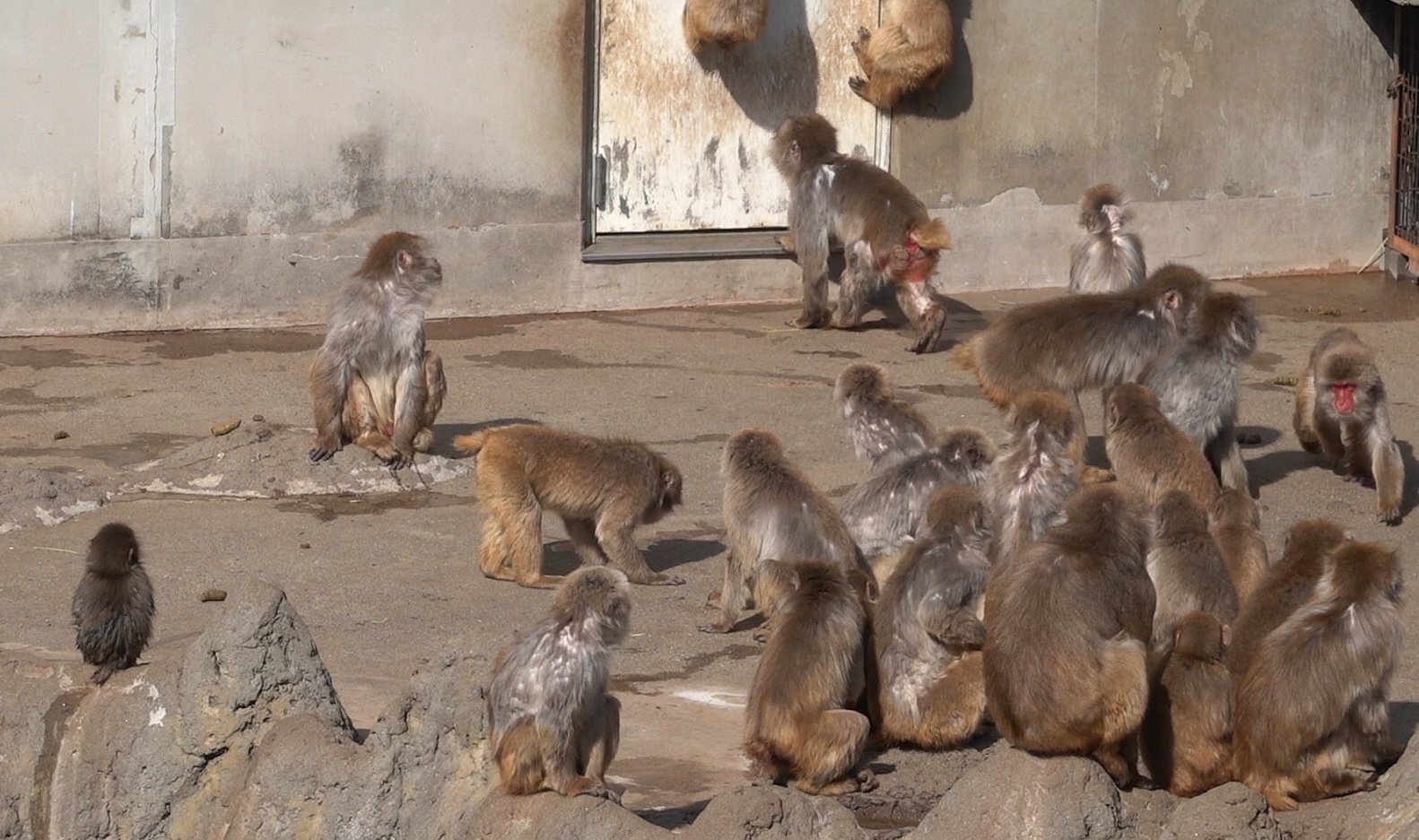 [잡담] 애기숭이 펀치 너무 귀여워ㅠ | 인스티즈