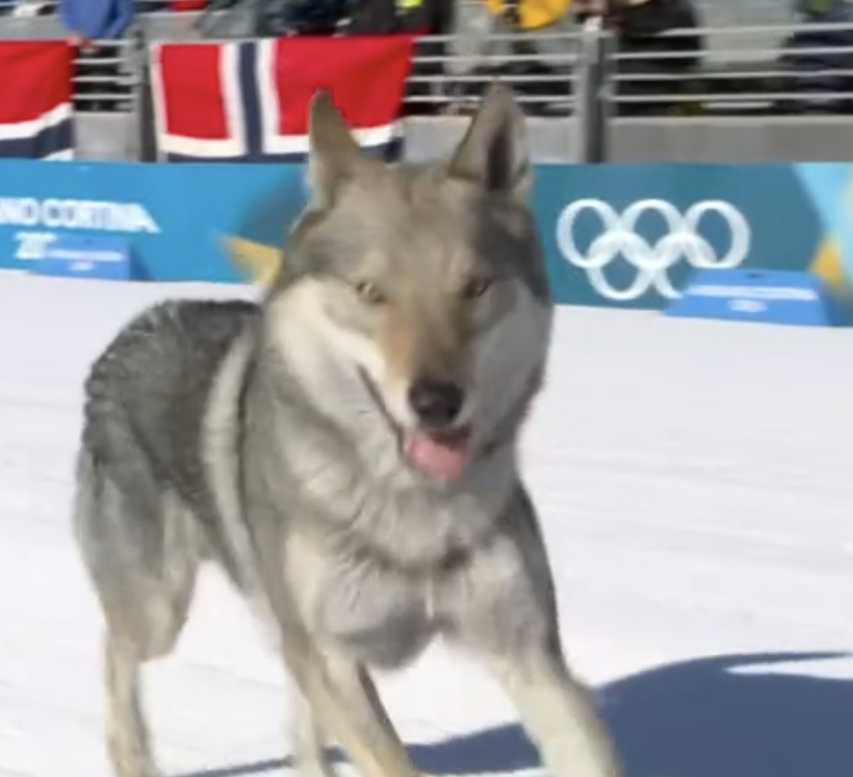 [OnAir] 아 개욱겨 크로스컨트리 트랙에 강아지들어옵 | 인스티즈