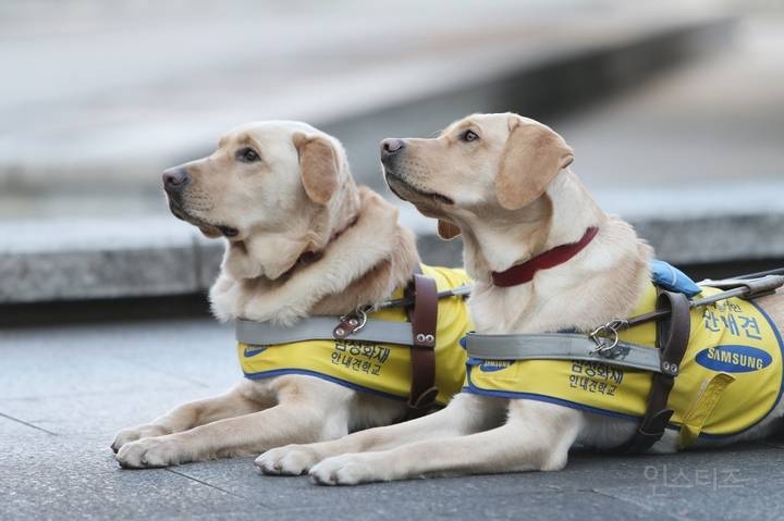 삼성에서 하는 33년째 매출 '0'원인 사업 | 인스티즈