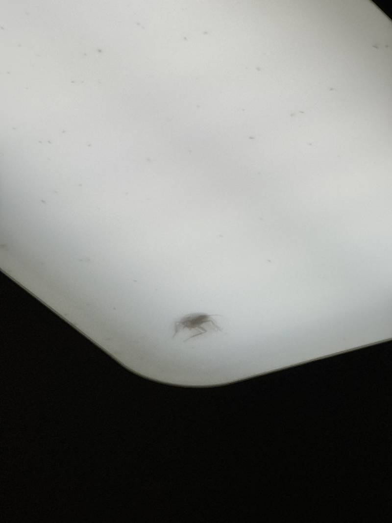 [잡담] 혐 주의) 진짜 소름 돋는거 보여줄까 | 인스티즈