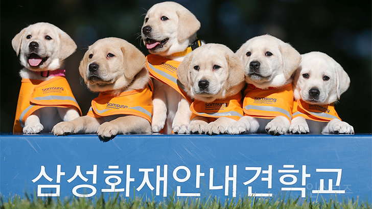 삼성에서 하는 33년째 매출 '0'원인 사업 | 인스티즈