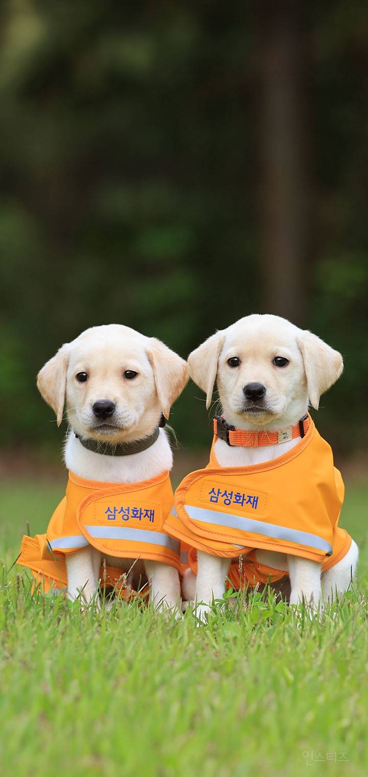 삼성에서 하는 33년째 매출 '0'원인 사업 | 인스티즈