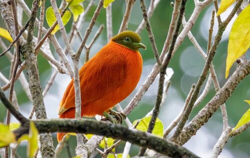 [잡담] 주황색 비둘기도 있대 | 인스티즈