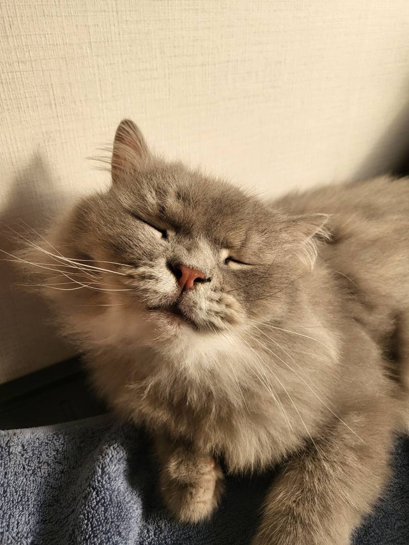 [잡담] 고양이 보험들기 잘했다 ㅠ.ㅠ | 인스티즈