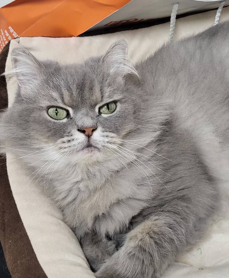 [잡담] 고양이 보험들기 잘했다 ㅠ.ㅠ | 인스티즈