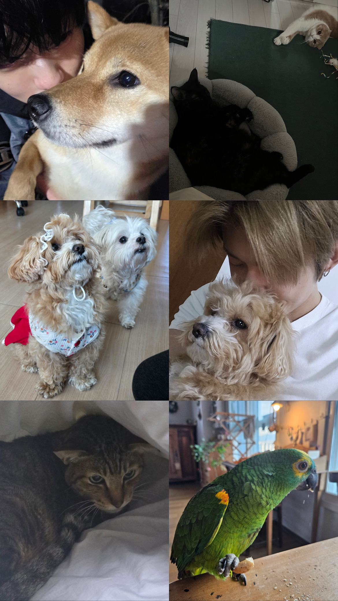 [잡담] 투바투네 캣앤독앤앵 ㄱㅇㅇ🐈🐈‍⬛🐕🦜 | 인스티즈