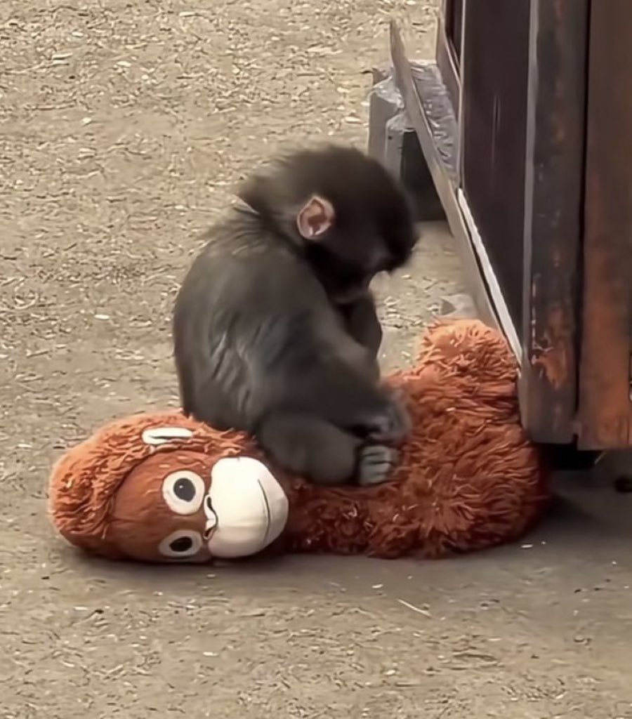 [잡담] 너네 아기 온싱이 펀치 알아몰라 | 인스티즈