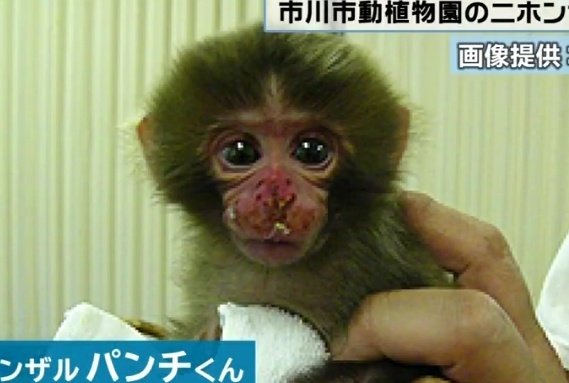 [잡담] 펀치 갓태어났을때래 | 인스티즈