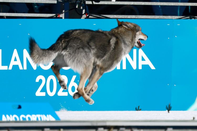 [잡담] 처음에 늑대가 나타난줄 알고 놀랐지만 | 인스티즈