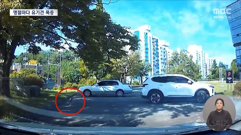 설·추석에 버려진 반려동물 6천 마리 | 인스티즈