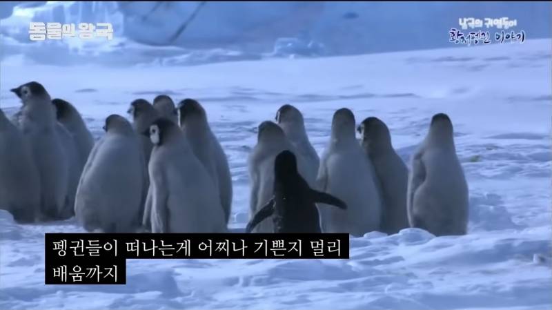 [잡담] 펭귄 다큐 보는데 막내 펭귄이 제일 약해서 이리저리 치였거든 | 인스티즈