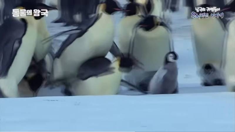 [잡담] 펭귄 다큐 보는데 막내 펭귄이 제일 약해서 이리저리 치였거든 | 인스티즈