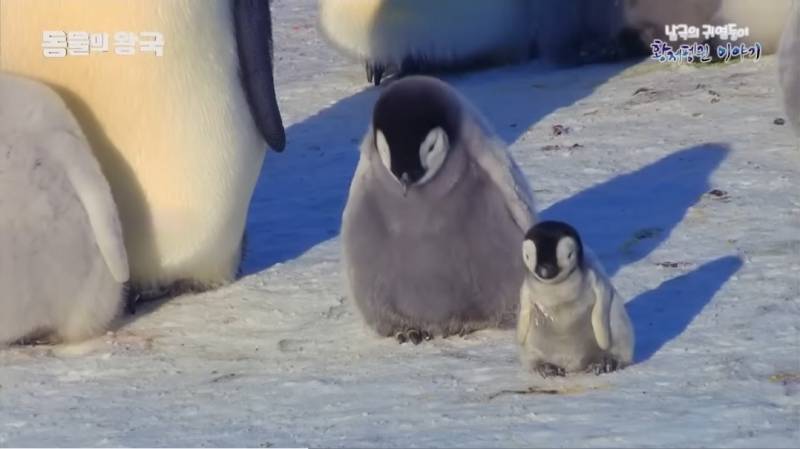 [잡담] 펭귄 다큐 보는데 막내 펭귄이 제일 약해서 이리저리 치였거든 | 인스티즈