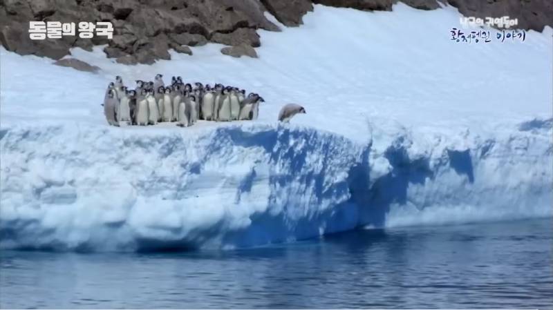 [잡담] 펭귄 다큐 보는데 막내 펭귄이 제일 약해서 이리저리 치였거든 | 인스티즈