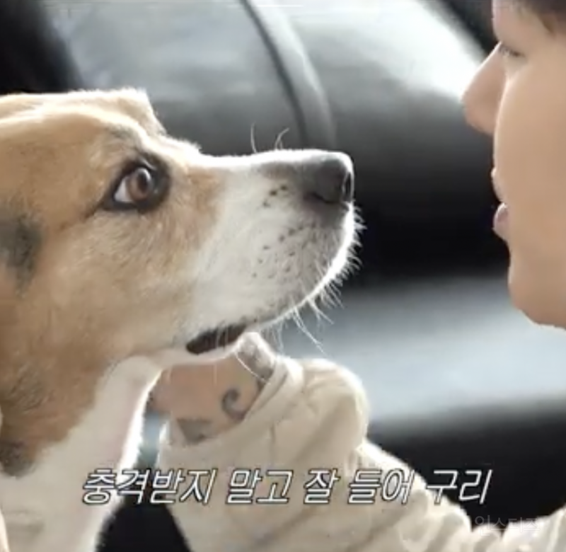 돼지라는 이야기 들은 강아지의 현실 반응...JPG | 인스티즈