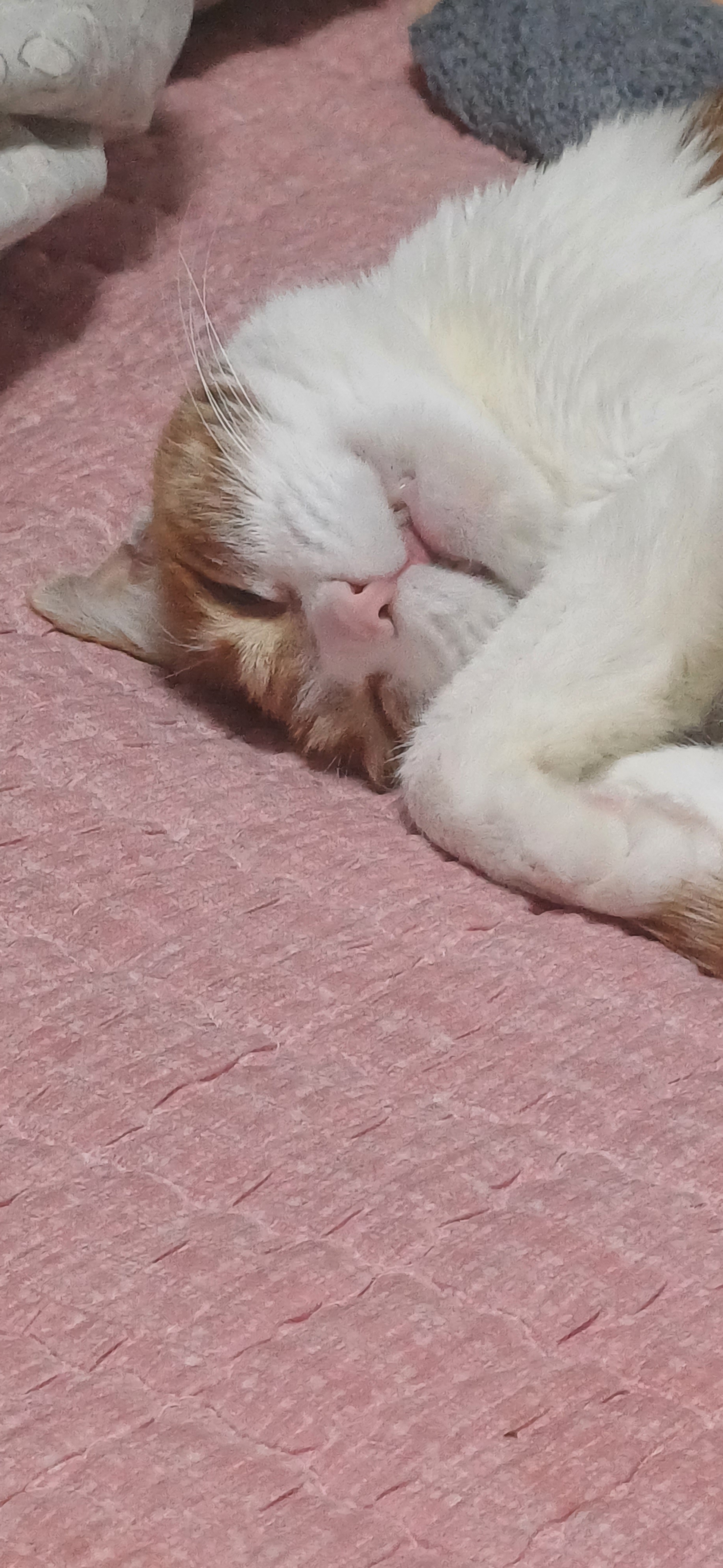 [잡담] 울집 고양이 멋진 잠을 자고있나봄ㅋㅋ | 인스티즈