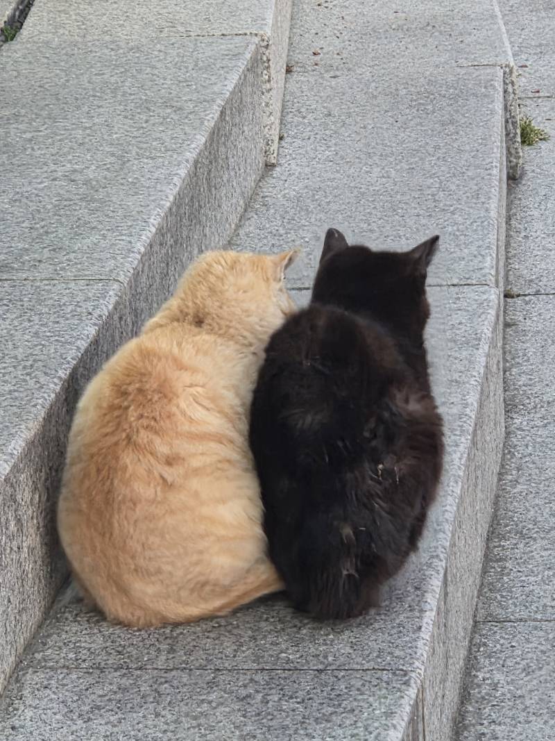 [잡담] 편의점 앞 애기들 봐봐... 🩷 | 인스티즈