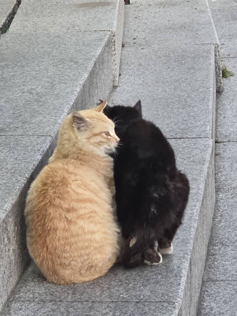 [잡담] 편의점 앞 애기들 봐봐... 🩷 | 인스티즈