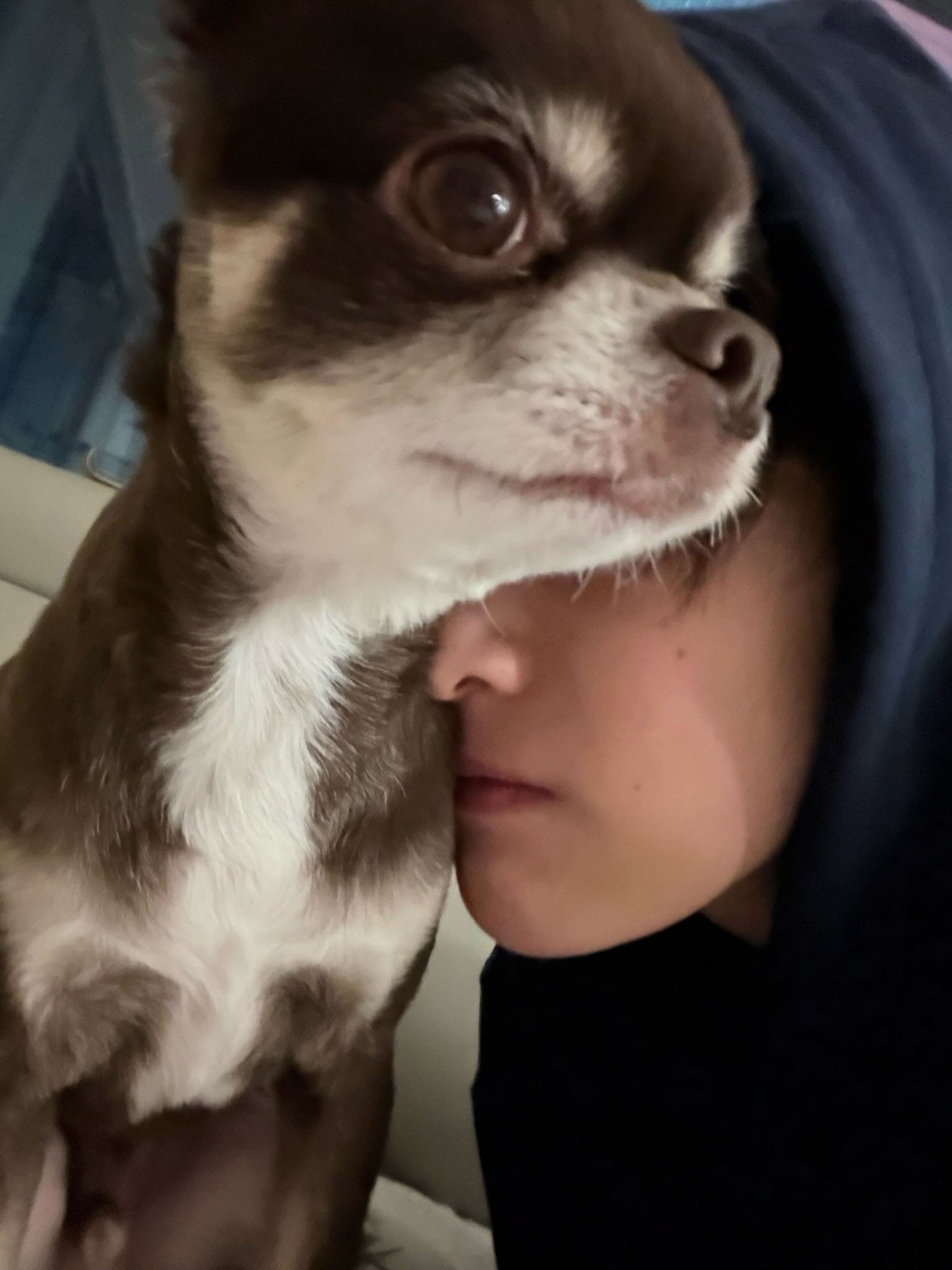 [잡담] 아 안건호랑 쿠키왔어…………….. | 인스티즈