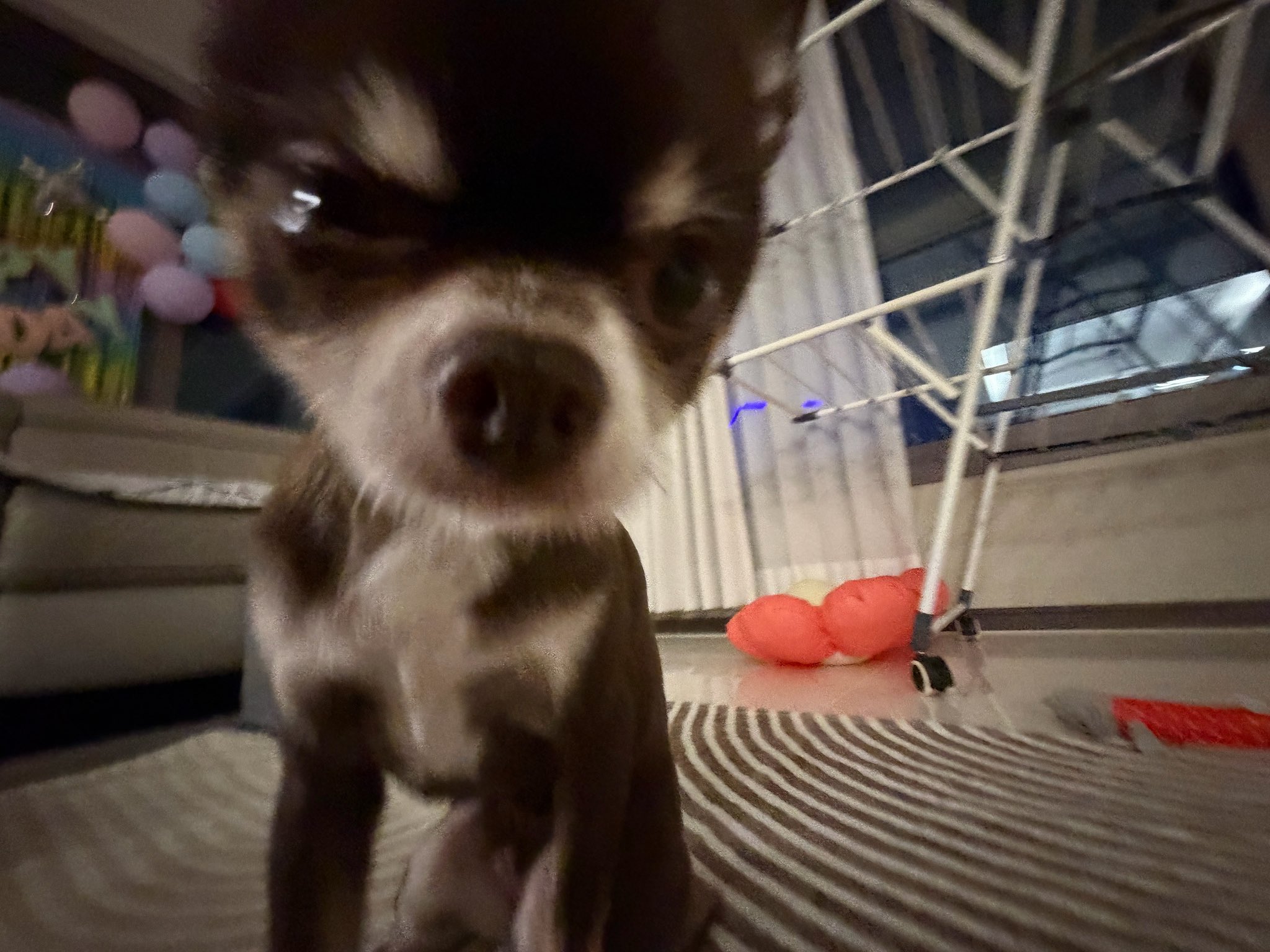 [잡담] 아 안건호랑 쿠키왔어…………….. | 인스티즈