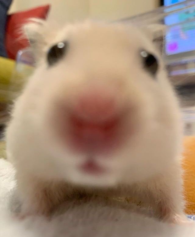 [잡담] 내 햄 너무 보고싶다!!! | 인스티즈