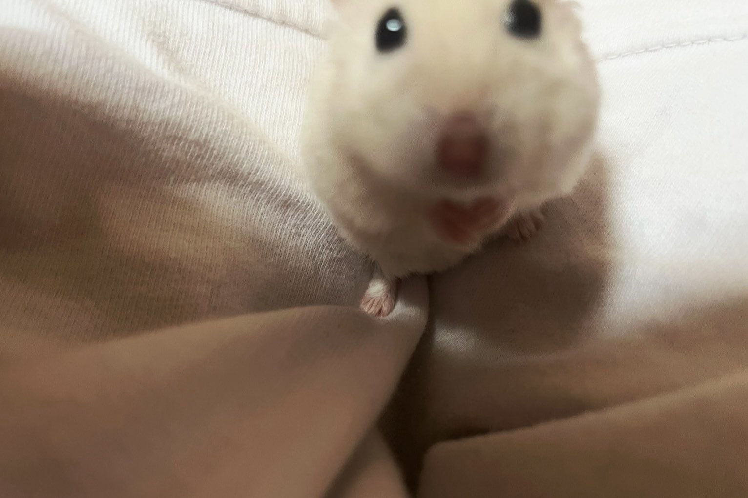 [잡담] 내 햄 너무 보고싶다!!! | 인스티즈