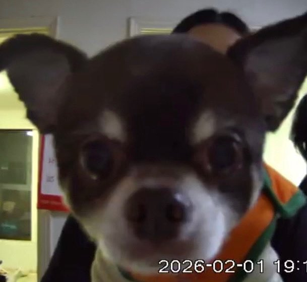 [잡담] 코르티스 건호네 강아지 진짜 귀여움 | 인스티즈