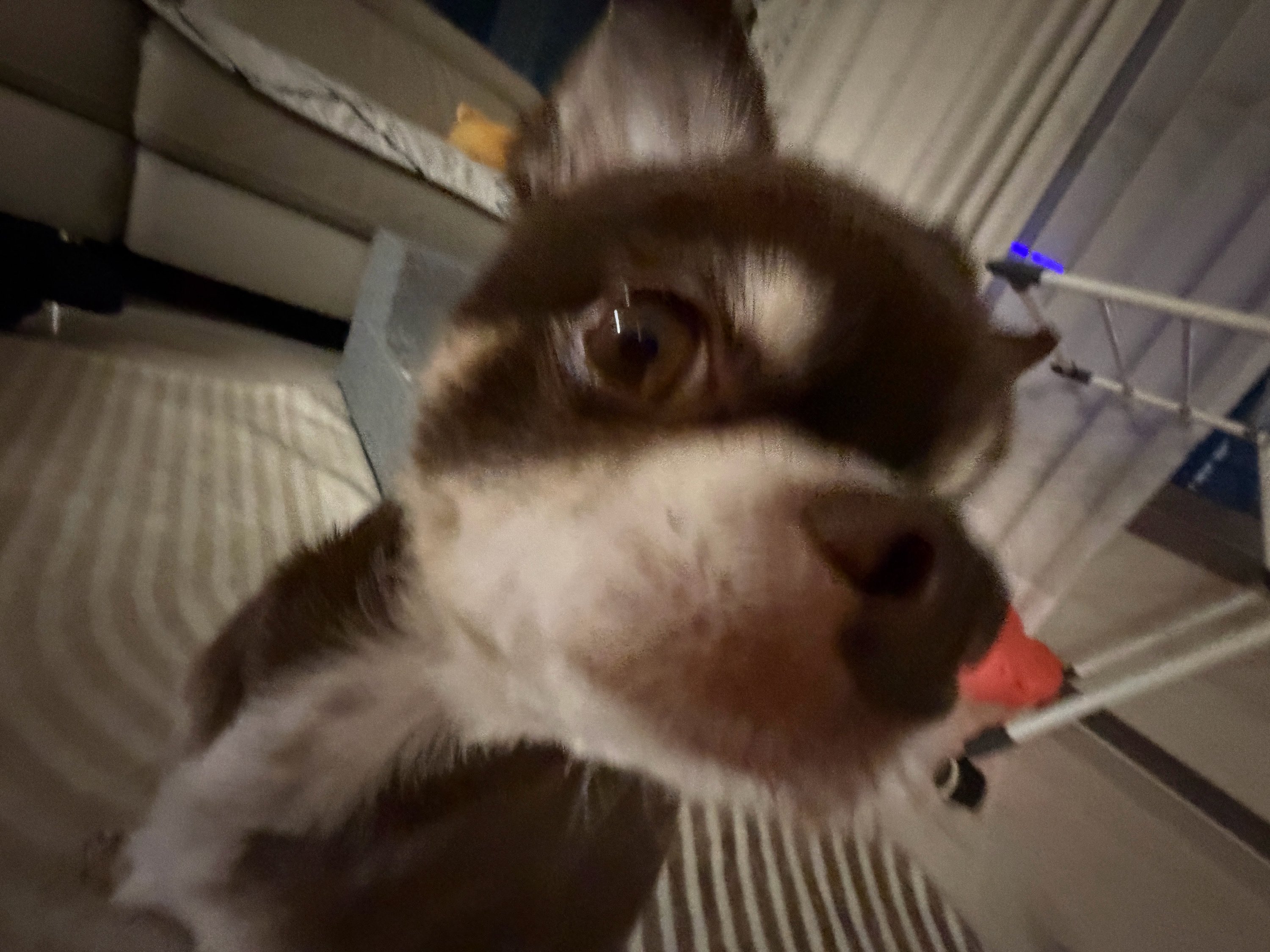 [잡담] 코르티스 건호네 강아지 진짜 귀여움 | 인스티즈