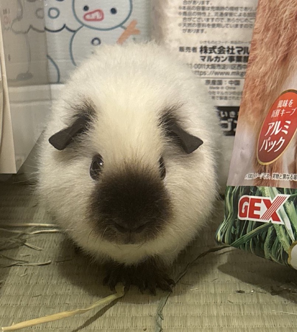 [잡담] 너가아무리어른이되고오빠가됐다고해도 너가기니피그인건 안바껴 | 인스티즈