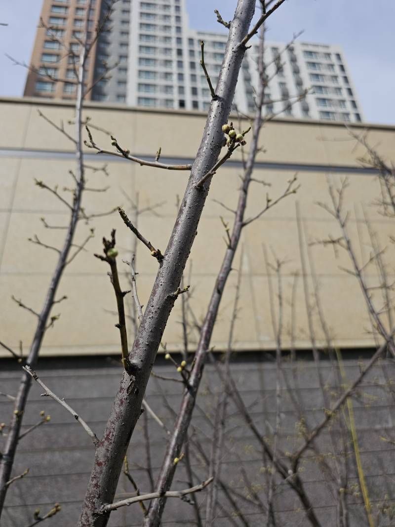 [잡담] 진짜 봄이 오나봐 산수유 꽃망울졌네 | 인스티즈