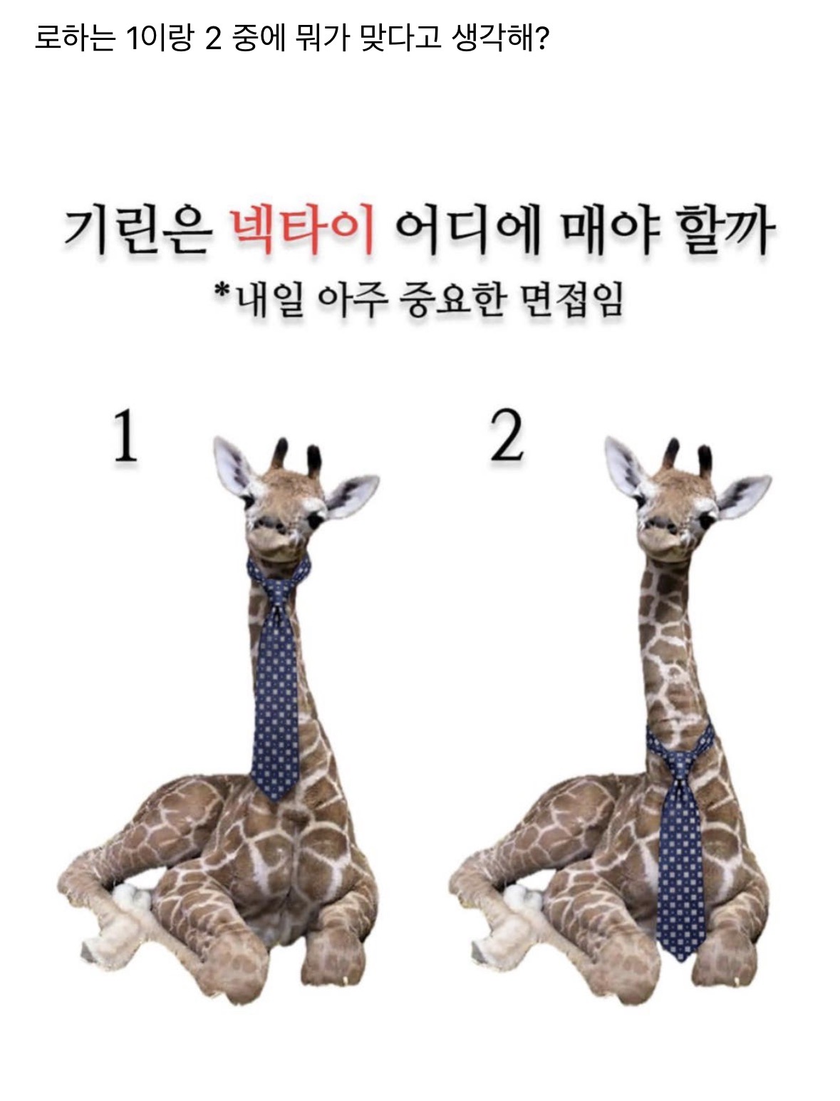 [잡담] 내 아기로하 너무 귀엽다.. | 인스티즈